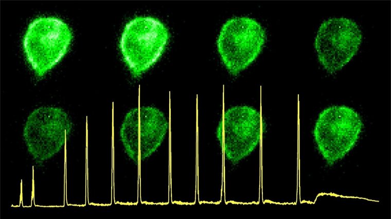 Gut motility